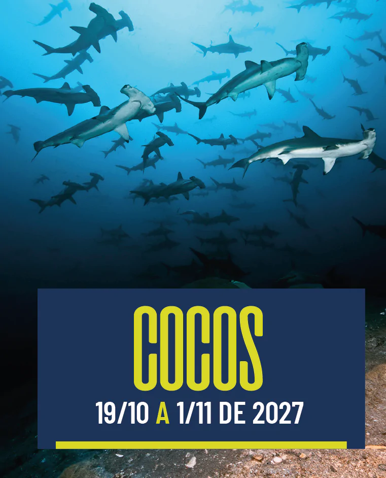 Cocos 19/10 a 1/11